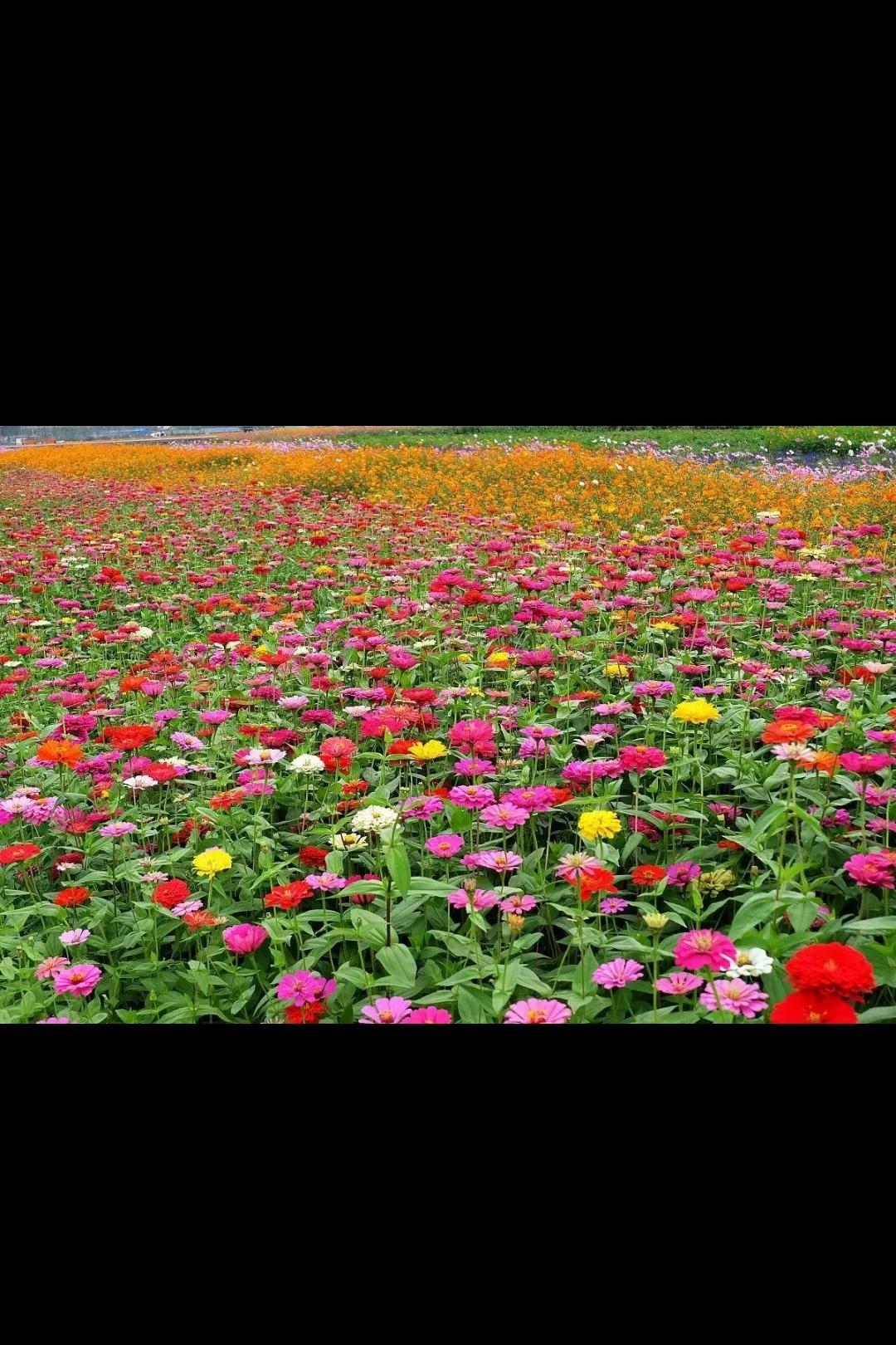 想家想爸爸妈妈,想家了想爸爸妈妈了怎么办