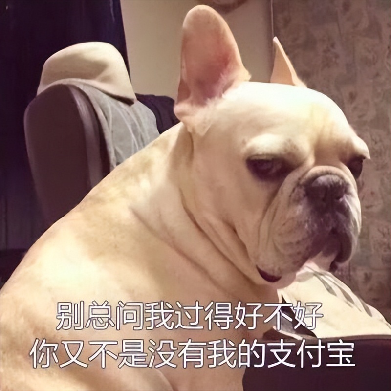 法斗怎么消除体臭,法斗体臭最佳治疗方法