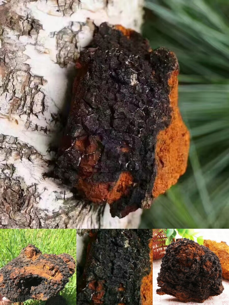 茭白因真菌感染而诞生的蔬菜,茭白病虫害