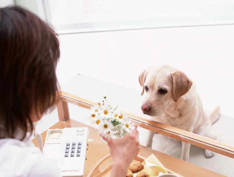 狗狗到了新环境怎么才能不叫,狗狗来到新环境不吃喝持续几天