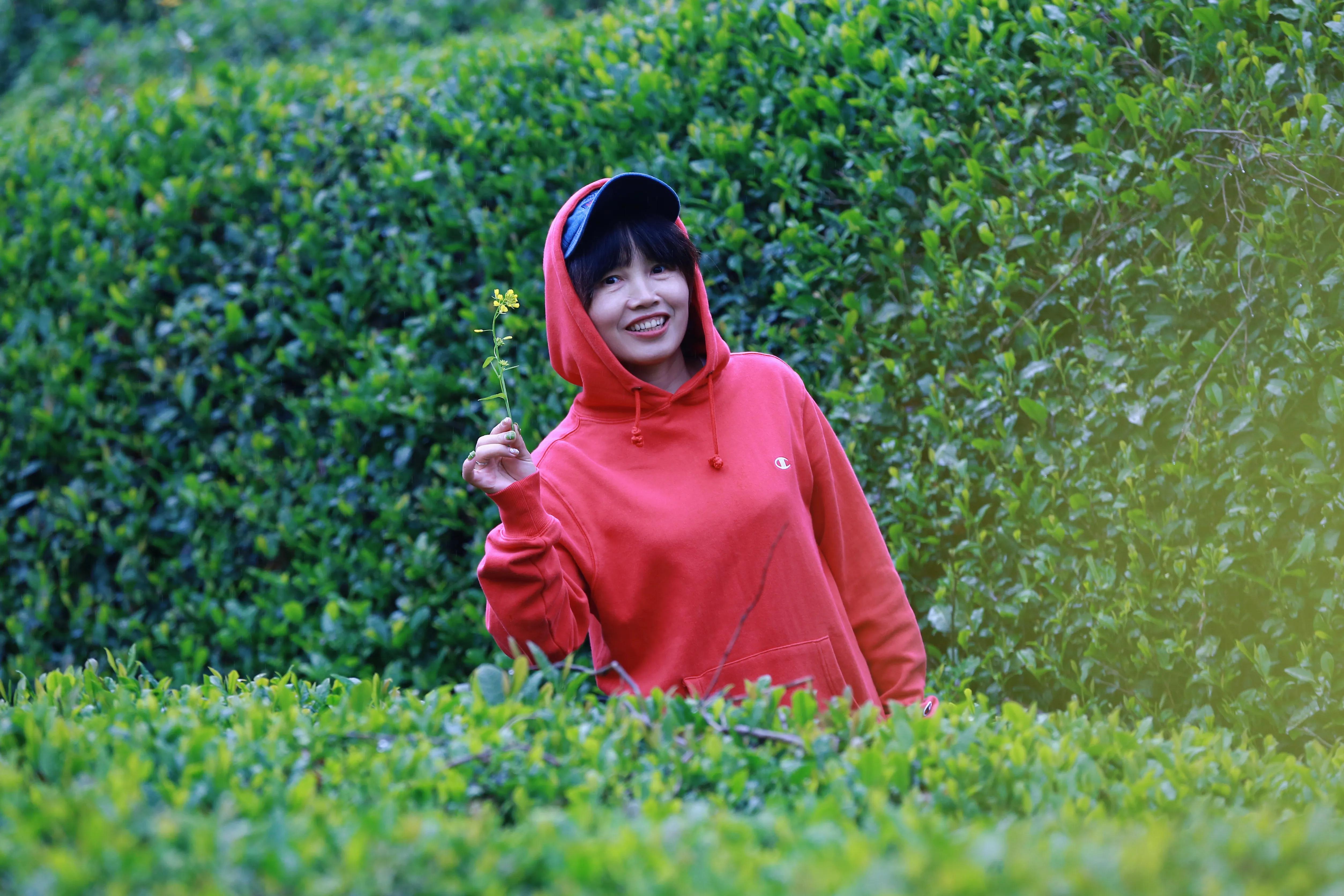 西乡县最美茶乡,西乡最美茶园