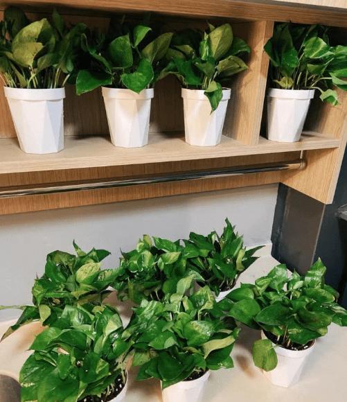 卧室养什么绿植能产生负氧离子,家里放多少绿植负氧离子多