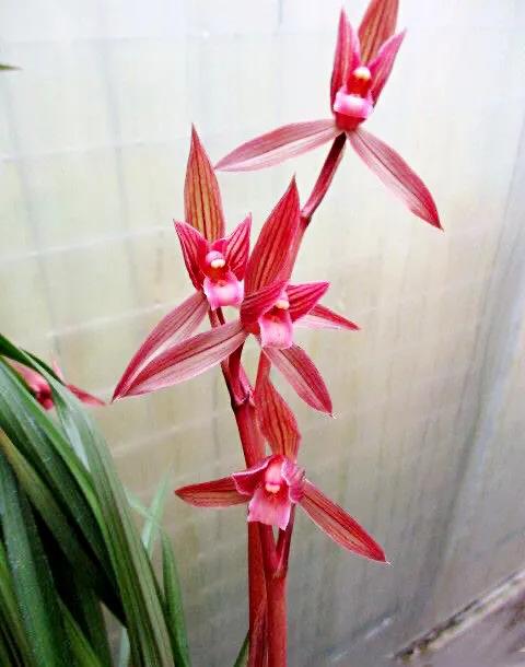 春剑中华红素兰花多少钱一苗,春剑中华红素上盆效果图