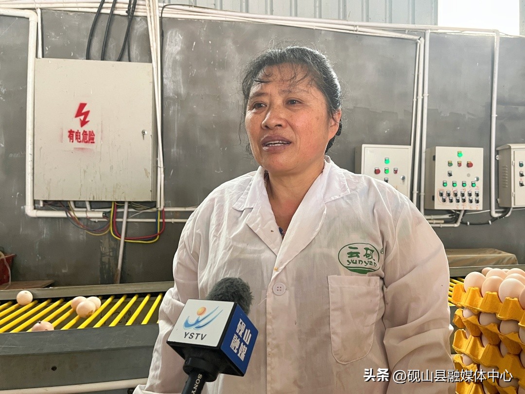 砚山鲜鸡蛋,砚山贫困户养殖致富成果