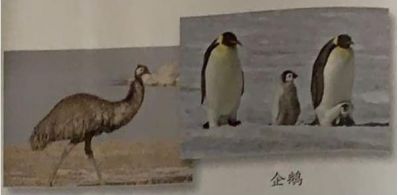 金丝燕科普视频,金丝燕的介绍