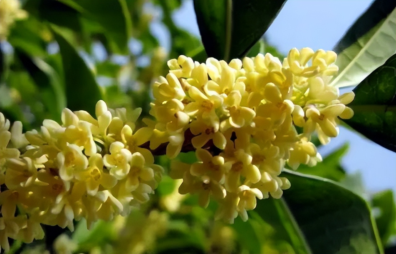 中国十大名花排行榜及图片,中国十大名花明细