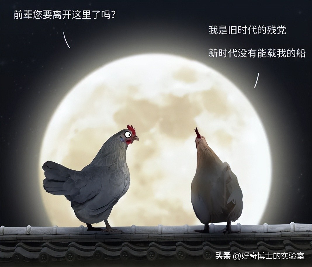 母鸡下蛋后为什么会咯咯叫，是因为屁股疼吗？