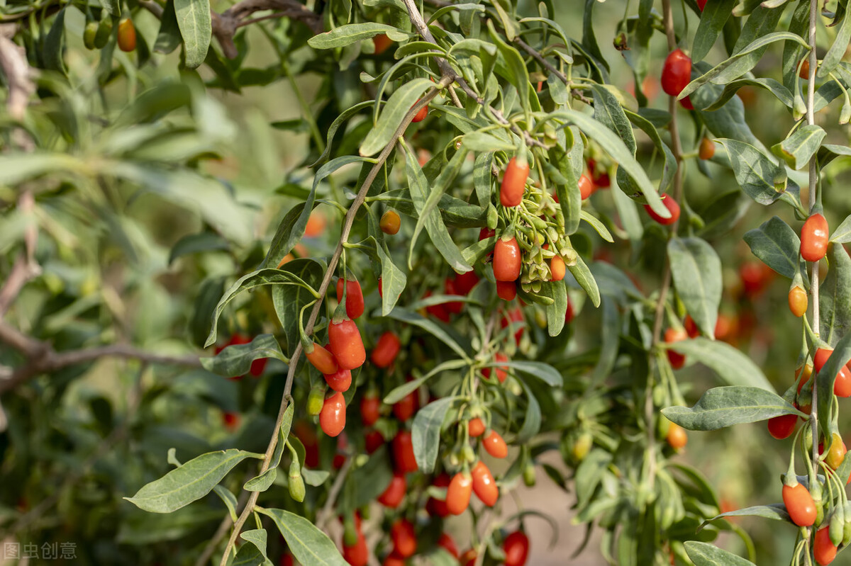 特色家庭农场-宁夏回族自治区海原县农腾种养殖专业合作社