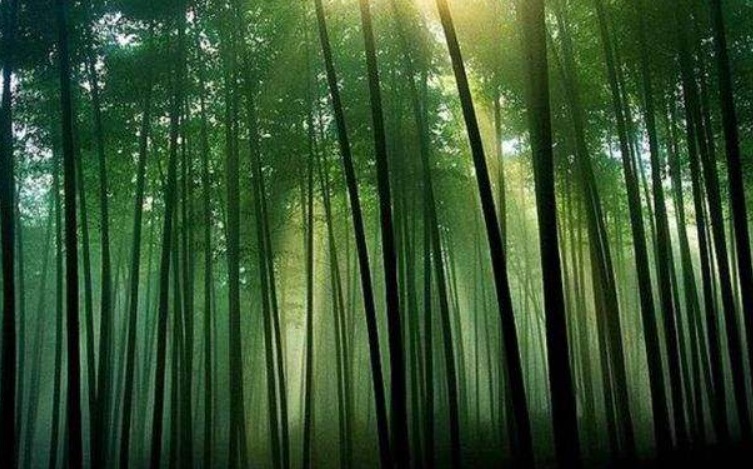 觉醒：内心世界的凤凰涅槃