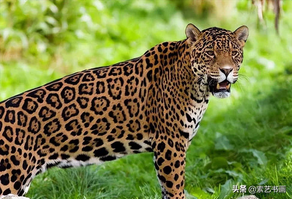 冬眠的小动物创意美术教学,幼儿美术丛林里的狮子美篇