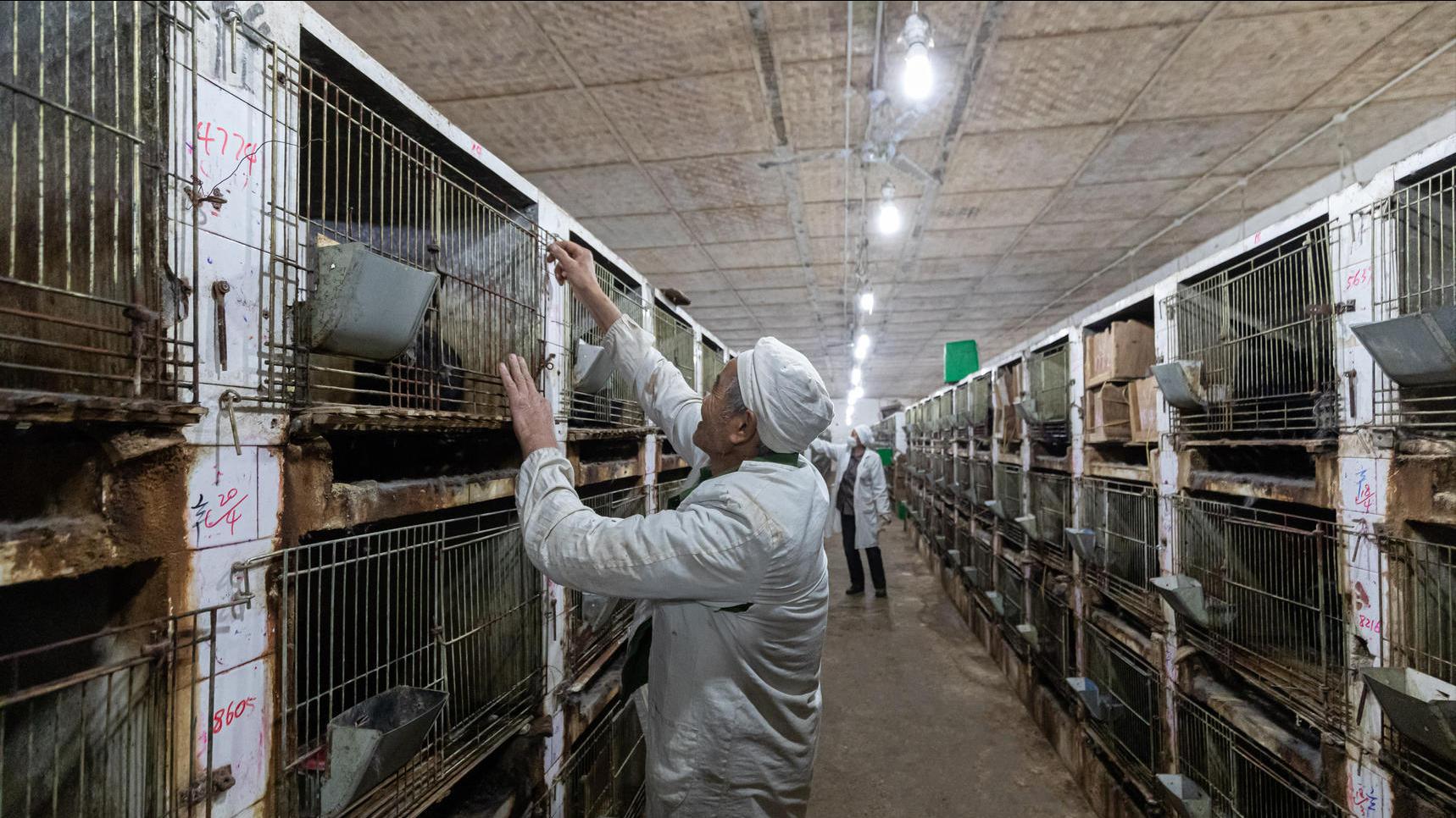 养殖肉兔都有哪些疾病,养兔的疾病治疗费用多少钱