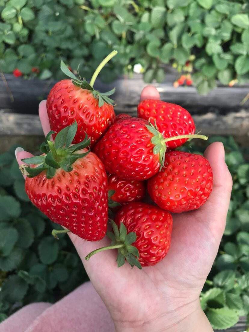 论文实例,希沃白板在教学中的应用