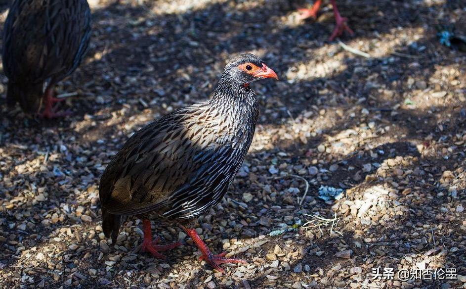 农村办小工厂致富门路,农村走村串巷的致富门路