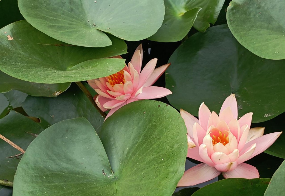 山中医er的“小确幸”