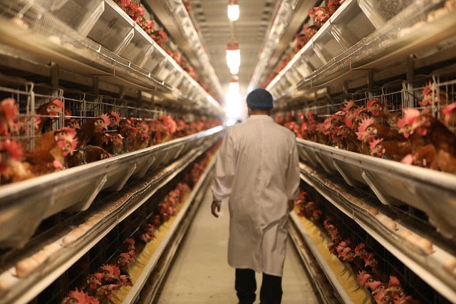 台湾的鸡为什么不下蛋了?真正原因令人寒心!