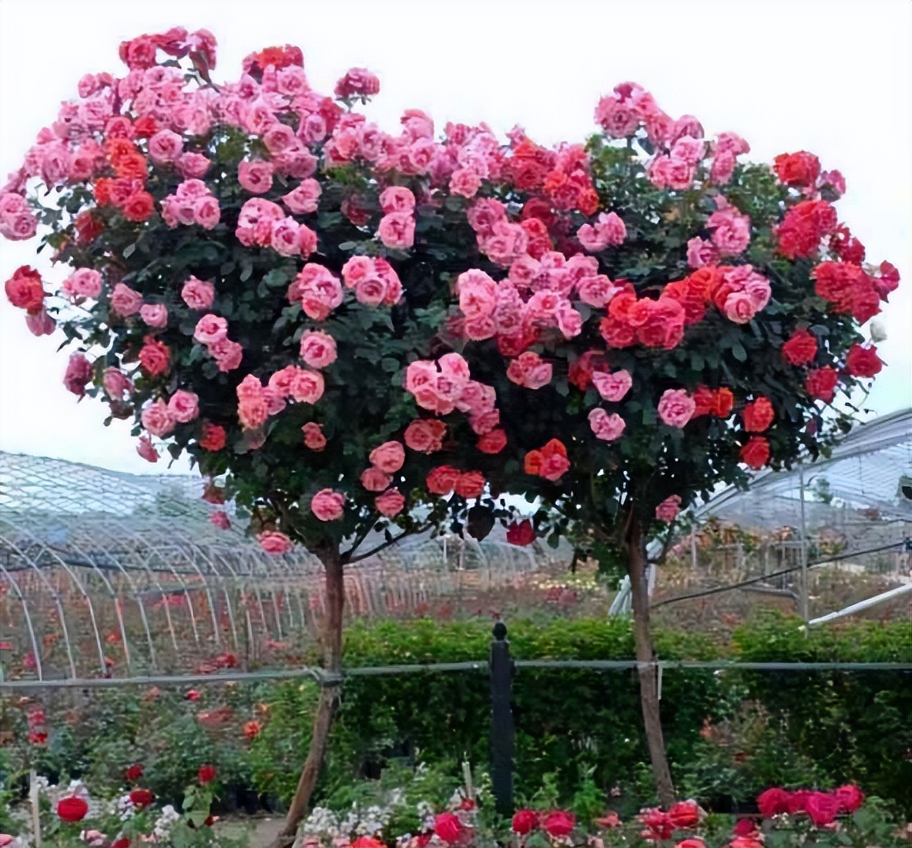 大庭院养什么花四季常开,庭院应该养什么花