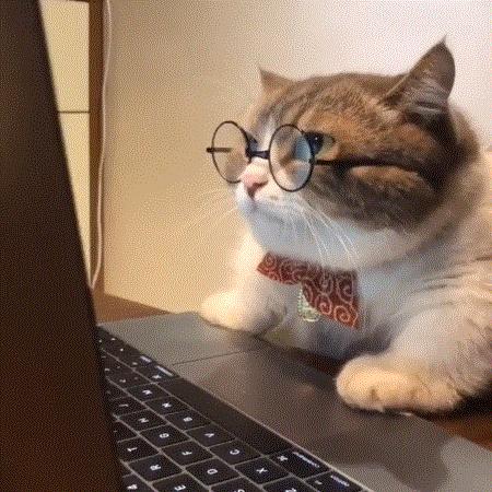 养猫省钱妙招排毛球,养猫不掉毛妙招有哪些方法