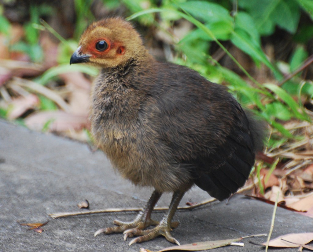世界上最大鸟巢,世界最大的鸟巢排名
