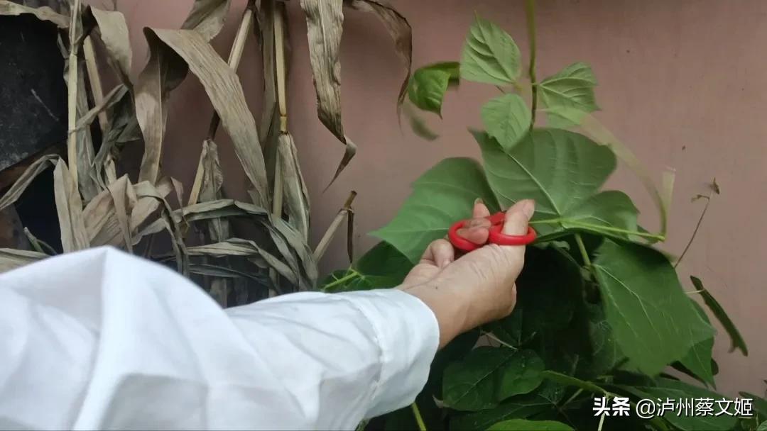 地瓜是怎样生长的全过程,地瓜生长的过程简介