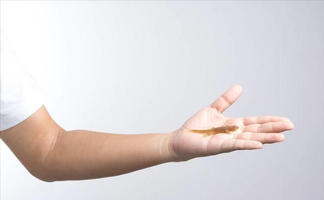 家里进了壁虎可以不理吗,家有壁虎需要留住吗