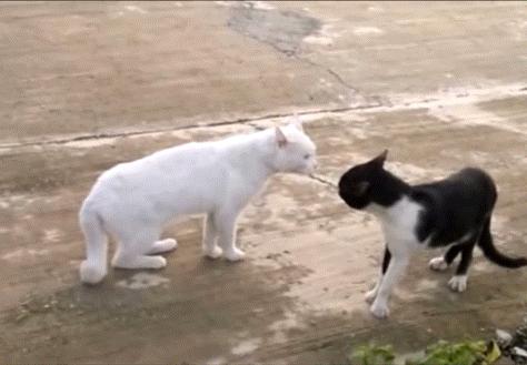 两只猫打架喵星人殊死搏斗满嘴毛,两只猫打架互拔胡子