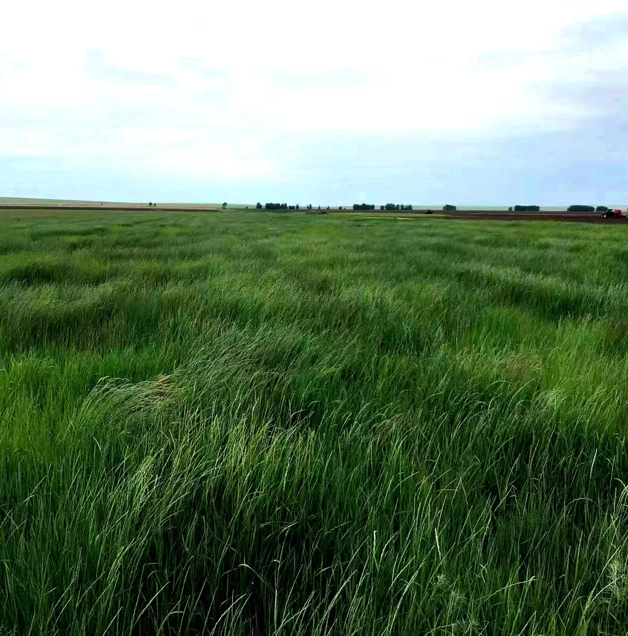 羊草的多种用途,内蒙古羊草是什么东西