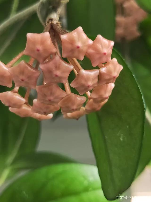 球兰花盛开瞬间,球兰花开完整版