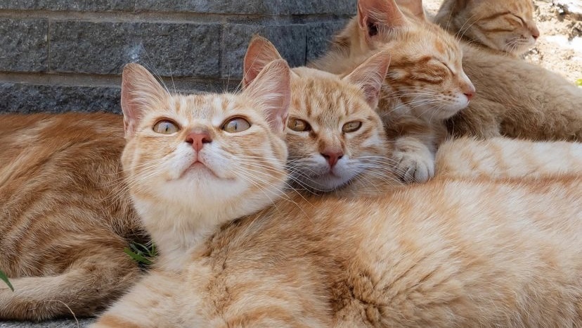 宠物问诊|猫咪一直拉肚子怎么办?