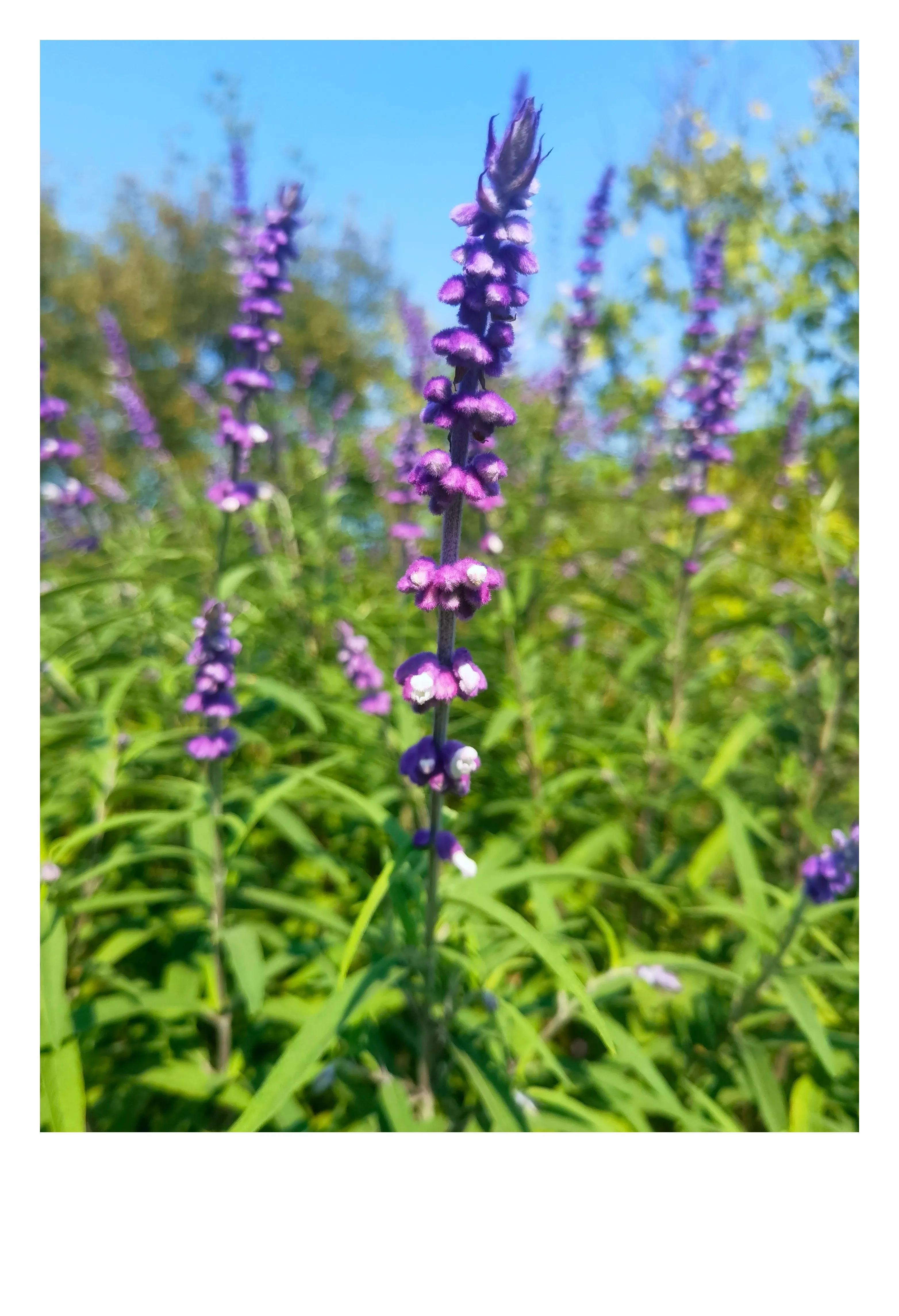 奥森公园里秋意图片,奥森公园的秋花也很漂亮