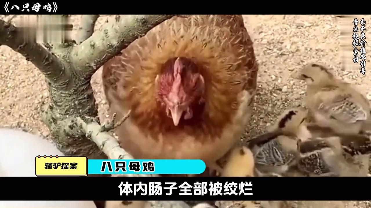 奇葩小伙酒后摧残母鸡#根据真实案例改编