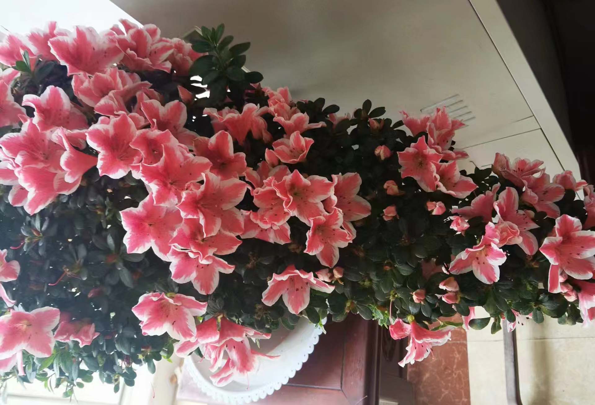 风云四季无余乐，一片痴情寄绿园，哪些往事让养花大叔最常追忆？