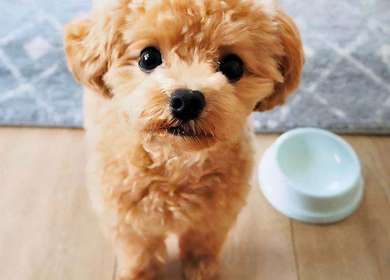 泰迪犬总会“舔人”，很脏吗？别误会，其实它想跟你说这些事