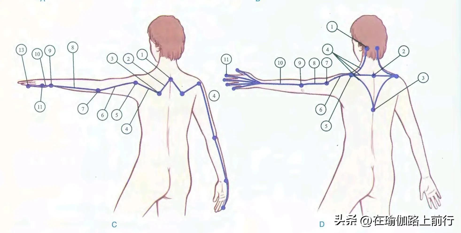 列车解剖学动态图,列车筋膜链解剖图
