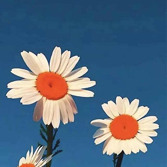 庄子人可以无情的活着,庄子谈死亡也许是另一种开始