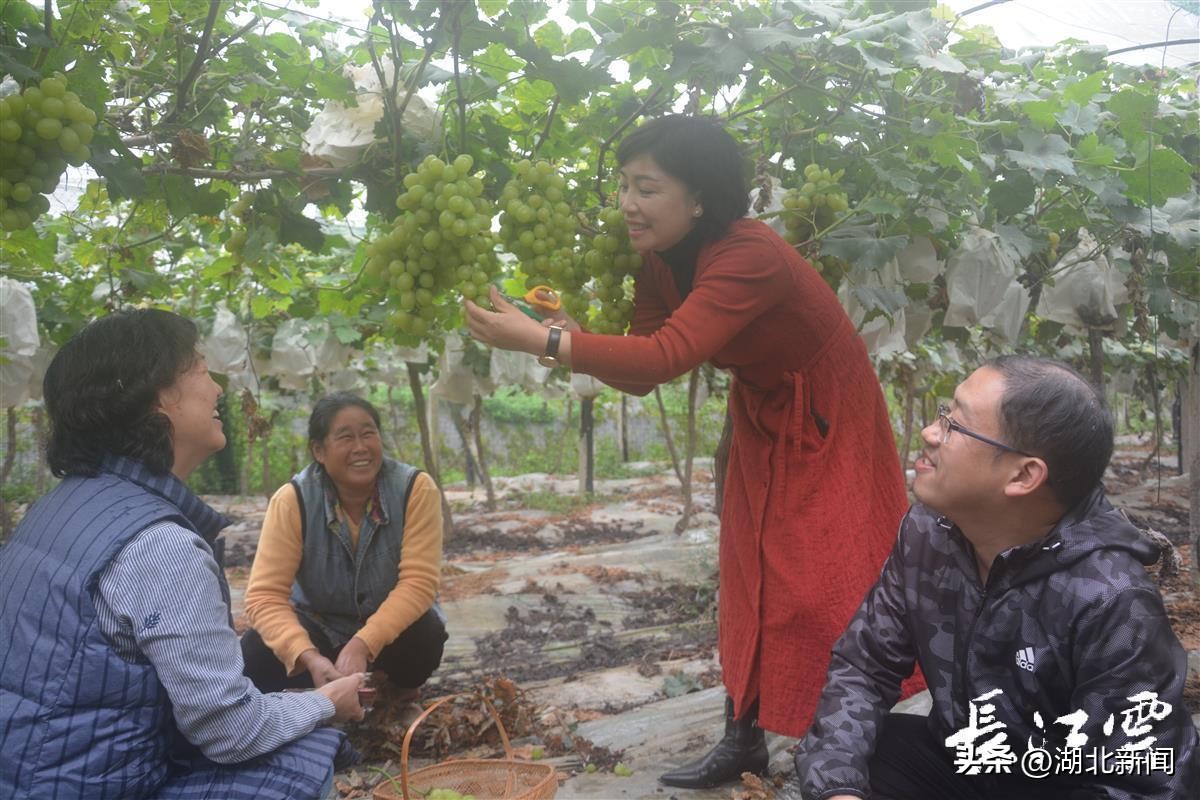 *党**代表风采|向辉:自己富了,就该带动村民一同致富