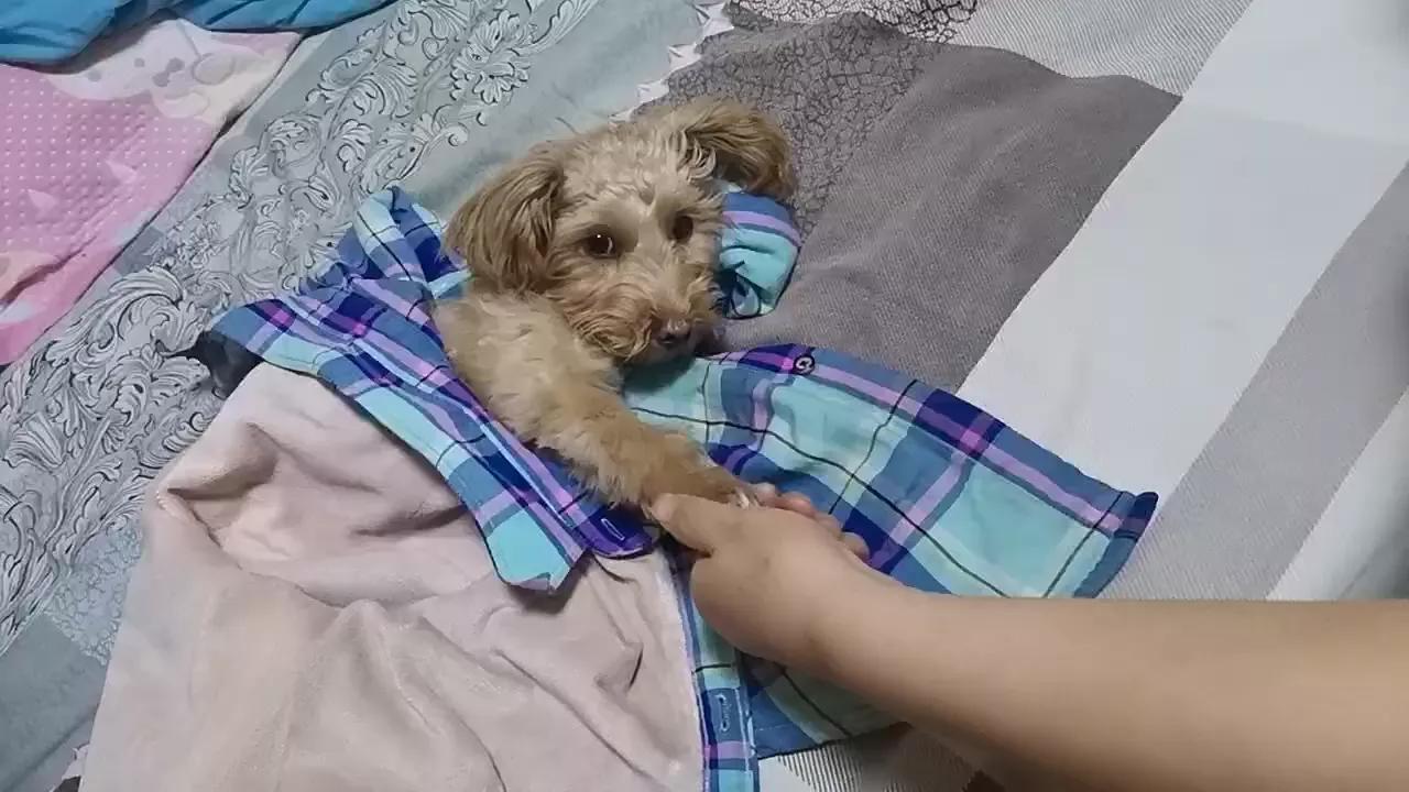 狗狗怎样会感染细小病毒,狗狗感染细小还能睡着吗