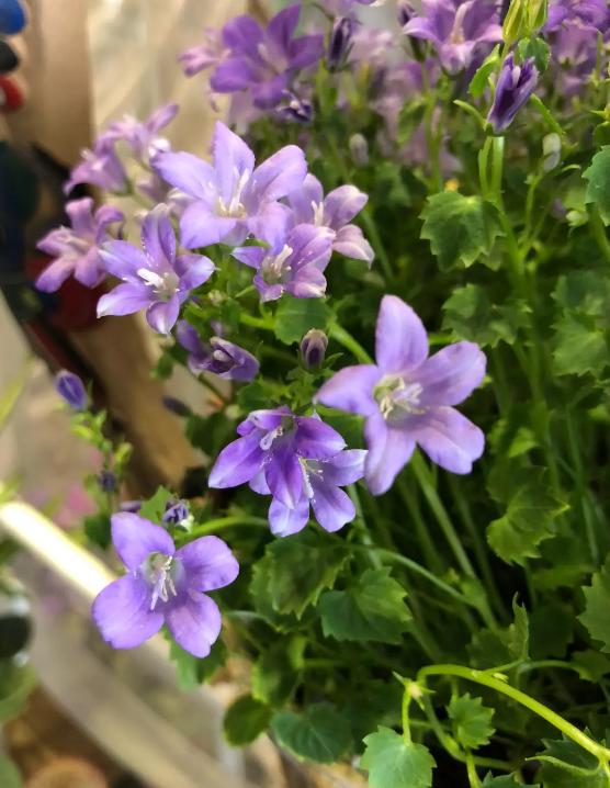 丹麦风铃花枯萎了怎么办养护技巧,丹麦风铃很多花苞不开花怎么处理