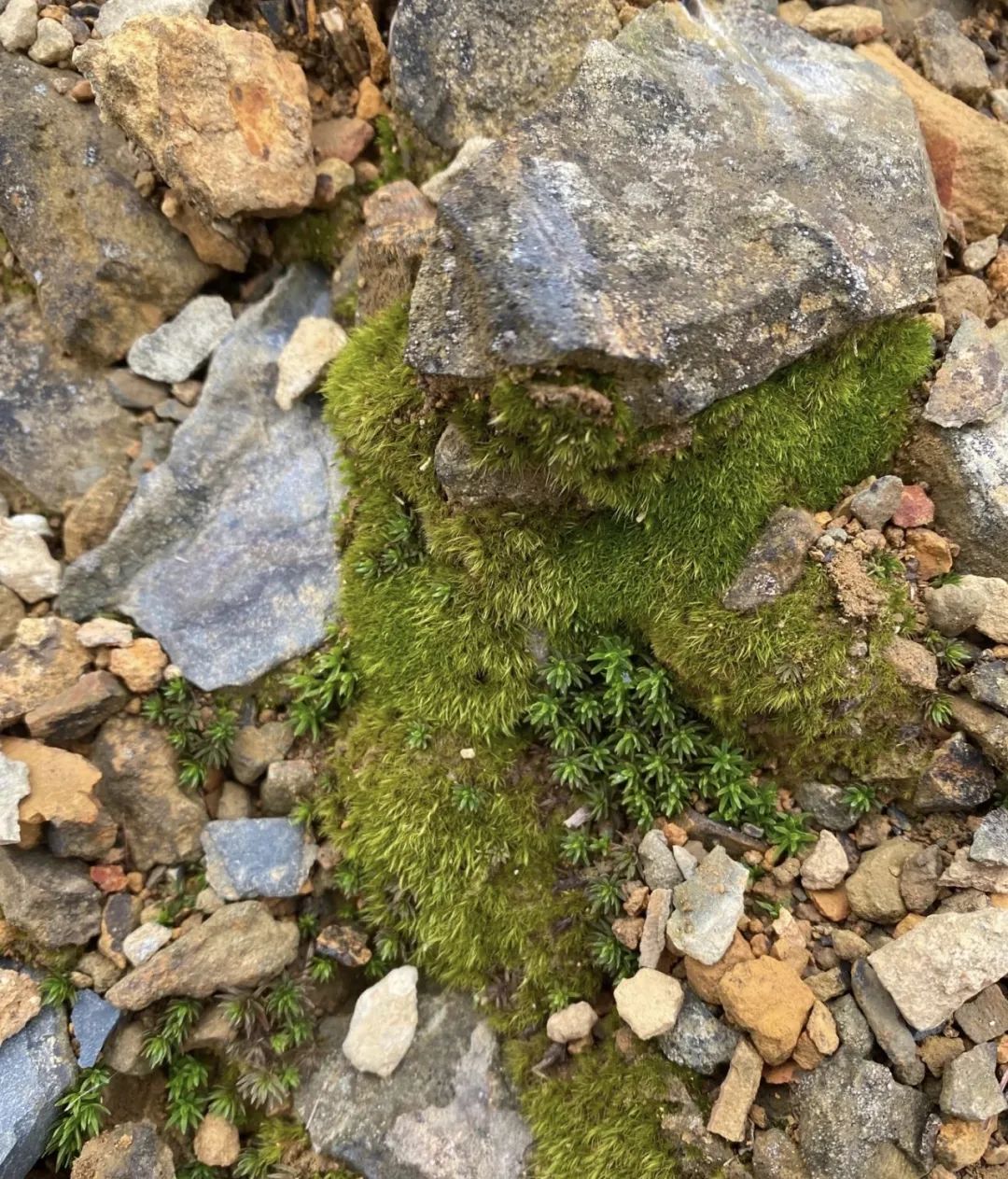 邻居扔垃圾屡教不改,邻居总是扔垃圾在花坛