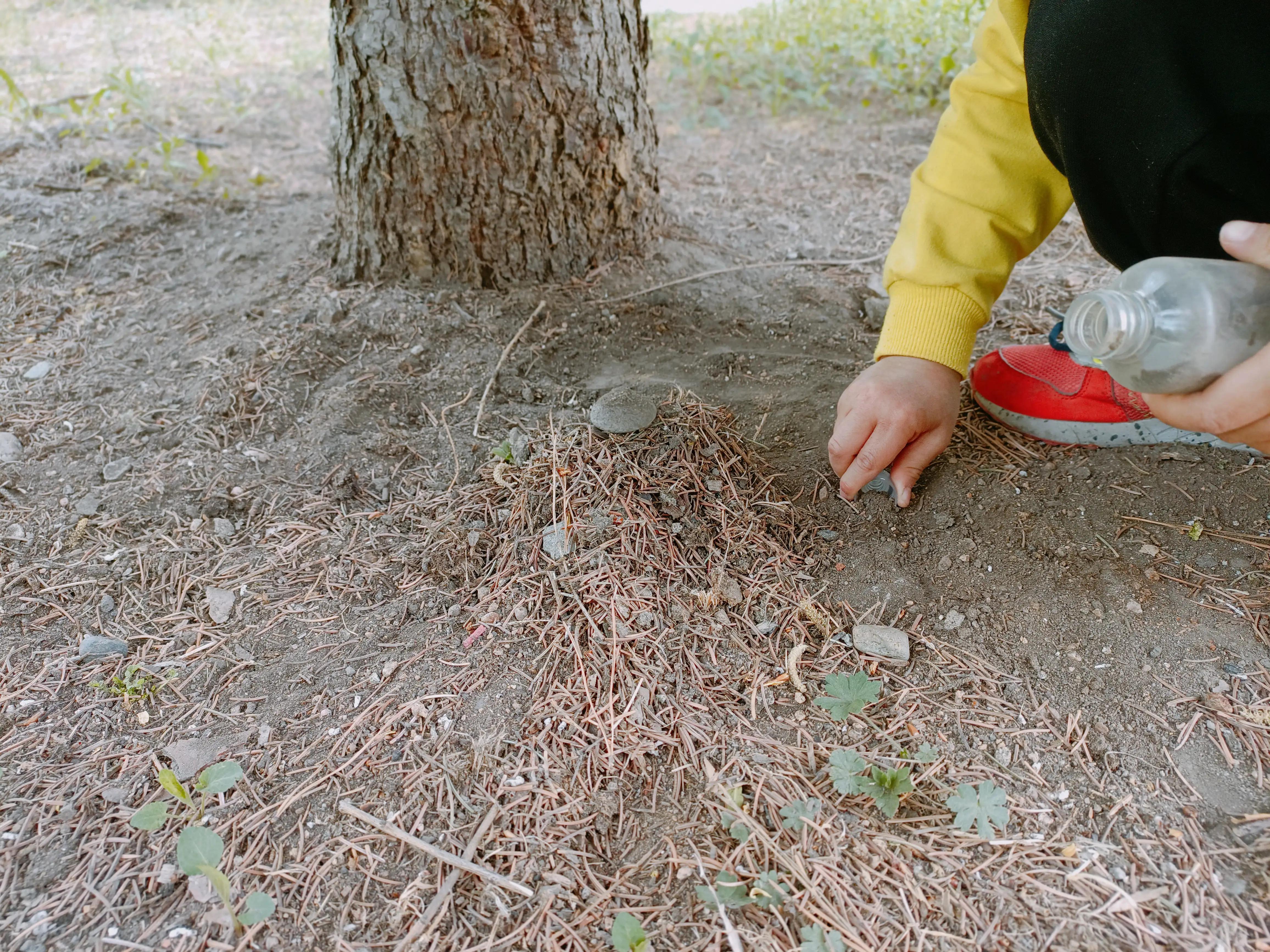 带孩子去自然博物馆看昆虫,带小朋友到大自然看昆虫