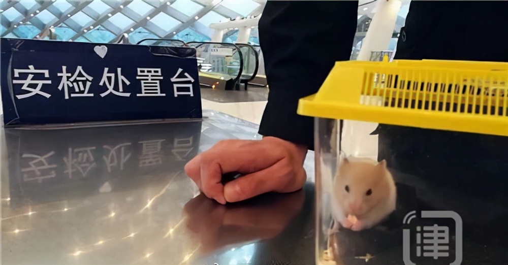 放假了仓鼠怎么安置,放假了仓鼠怎么办