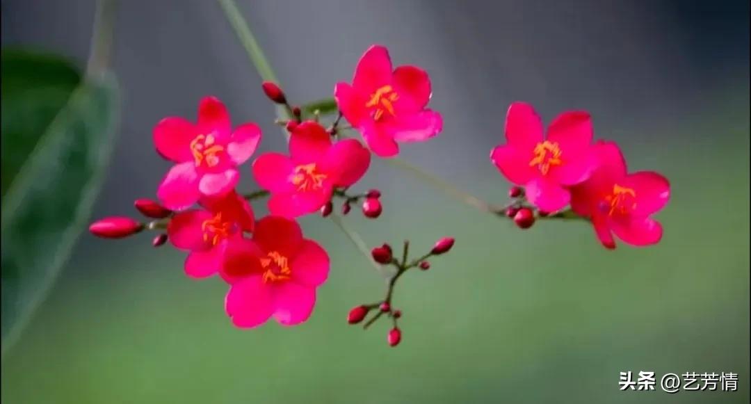 三分野:剩一分它，留给那个值得的人