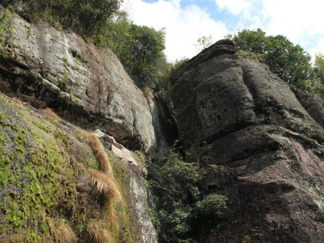 曾卖300元一斤的水果现在卖不出,真正的铁皮石斛在哪里能买得到