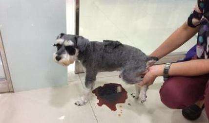 雪纳瑞可以吃竹笋吗,雪纳瑞可以吃干虾仁吗