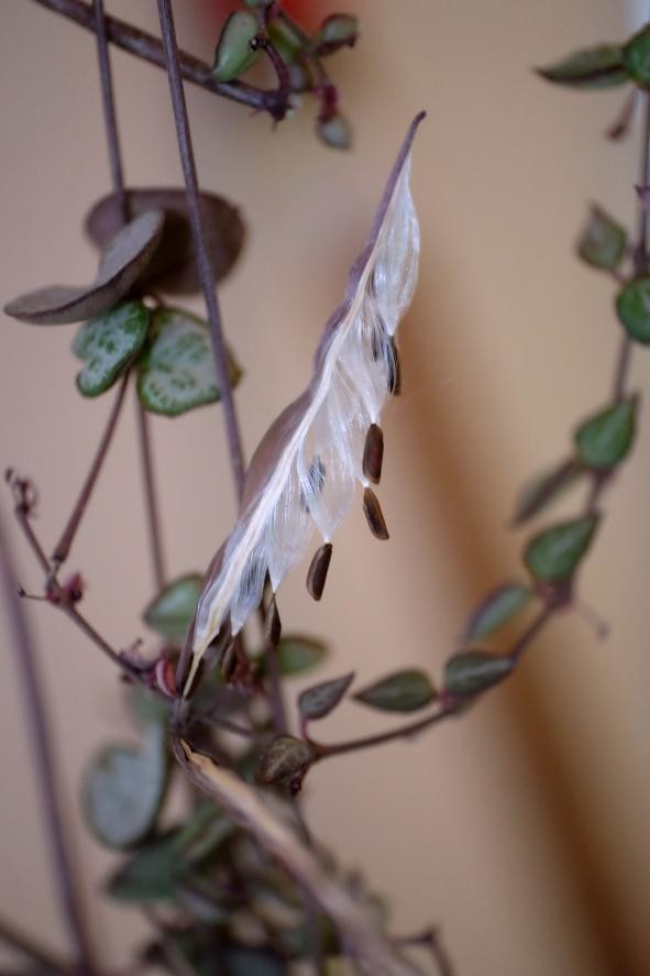 超级好看的多肉爱之蔓,超美的卷叶吊兰