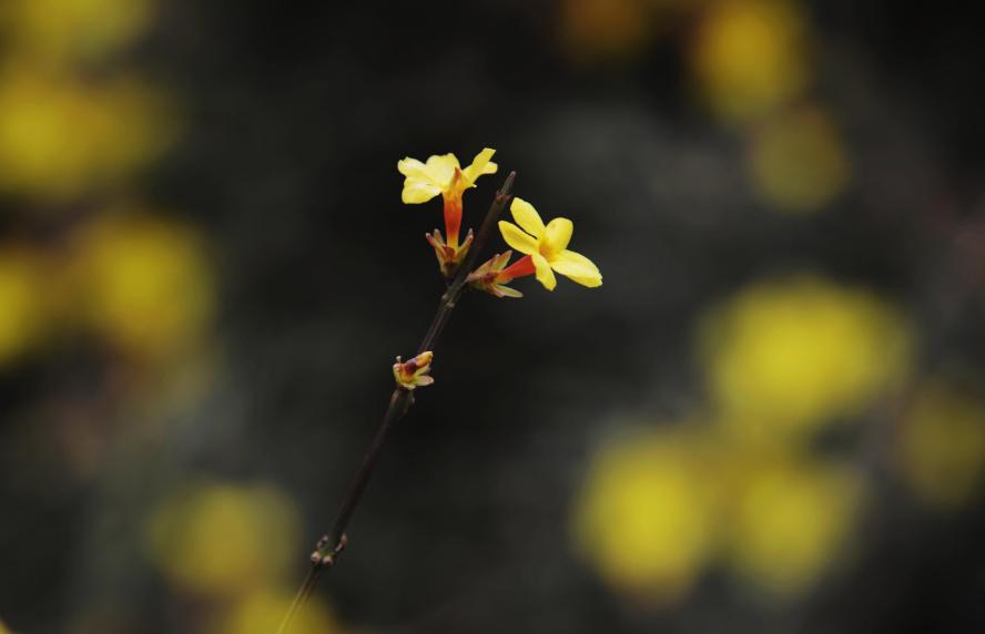 写踏青寻春的诗句,惜春寻春之意的诗词