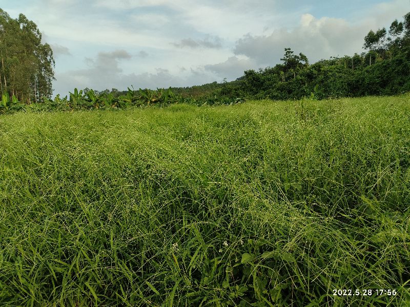 第一代铃木王gs125摩托车,铃木王gs125化油器辨真假