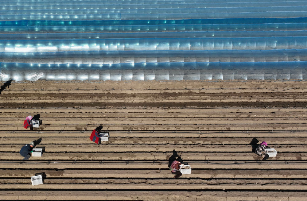 河北唐山生姜种植技术,河北唐山冀东生姜之乡播种忙
