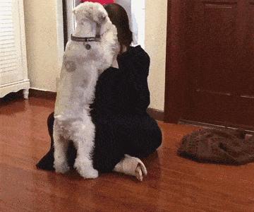 12种最适合懒人养的狗狗泰迪,适合女生养的狗泰迪缺点