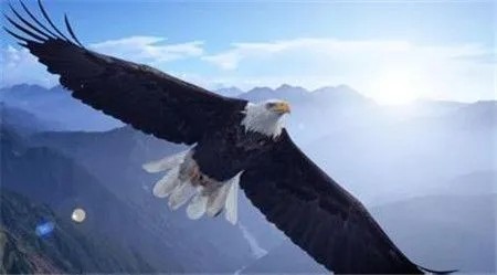 被誉为天空霸主的老鹰，拿毒蛇当饭后甜点，非洲平头哥都直呼内行