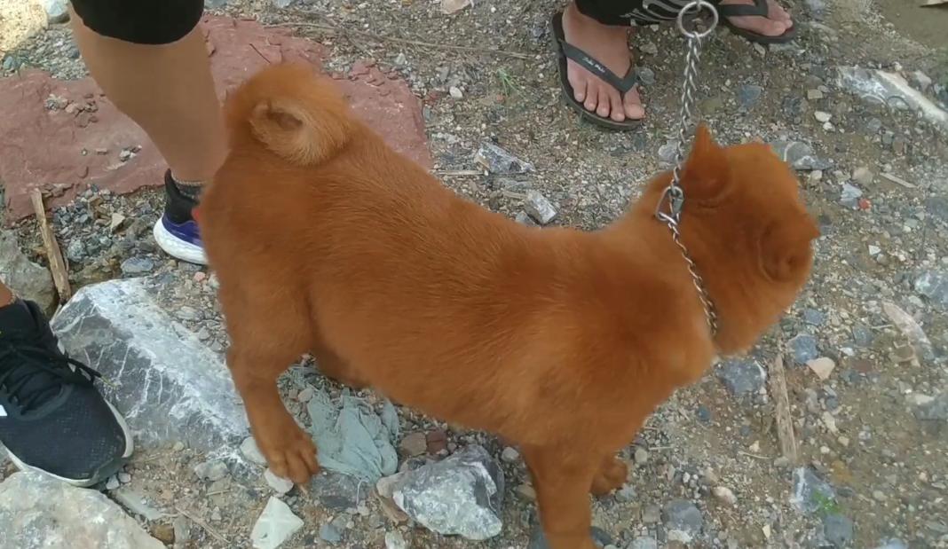 一条土狗多少元,一条土狗卖七八百